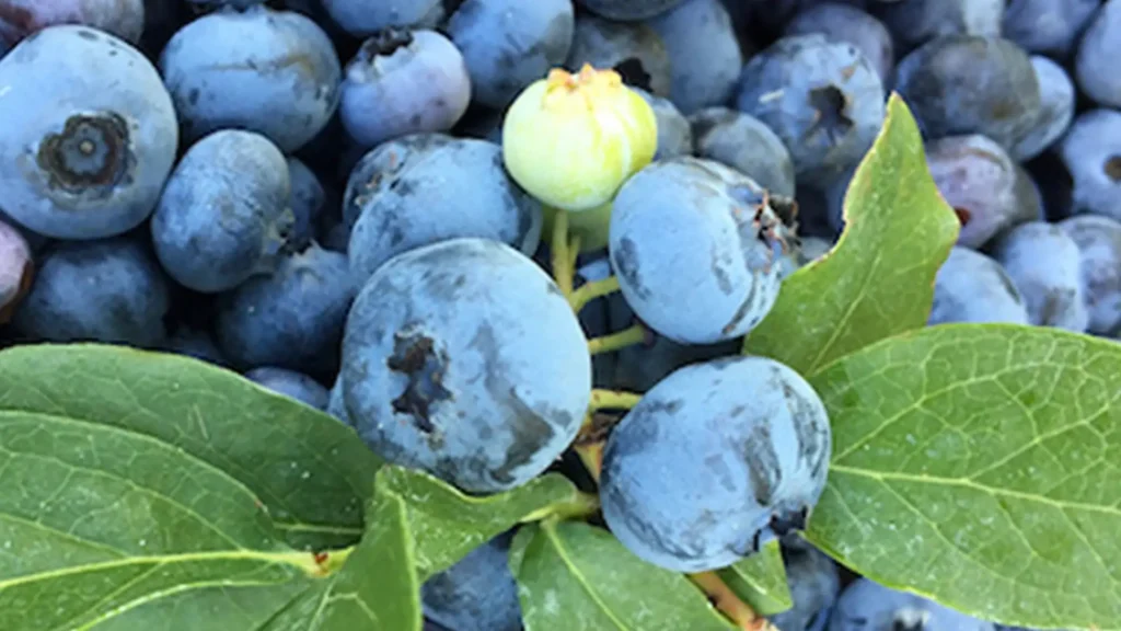 BerrySprinklesTM - blueberries harvested at peak of ripeness at Mount Rainier Ecofarm, Pacific Northwest Organic Berries