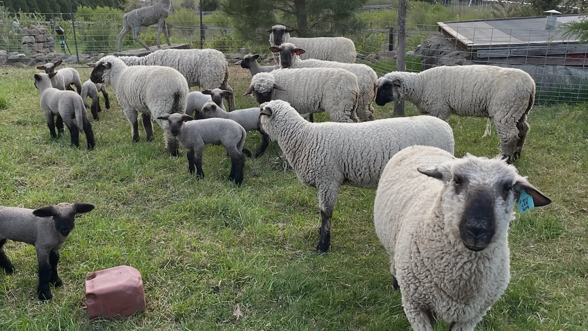 BerrySprinklesTM - Shropshire Sheep for weed control on the farm
